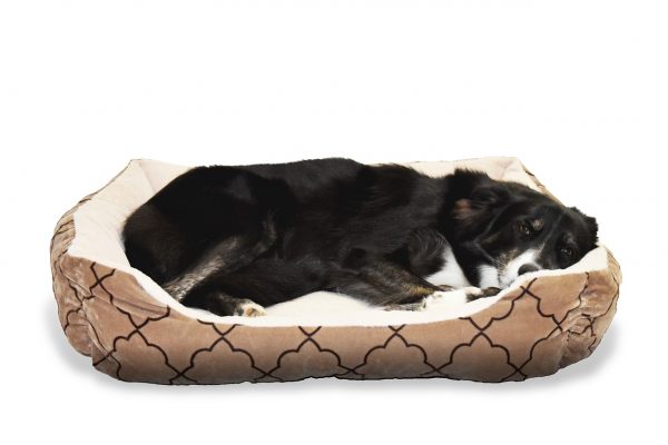 Discussing The Many Important Uses Of Dog Beds – An Easy Guide
