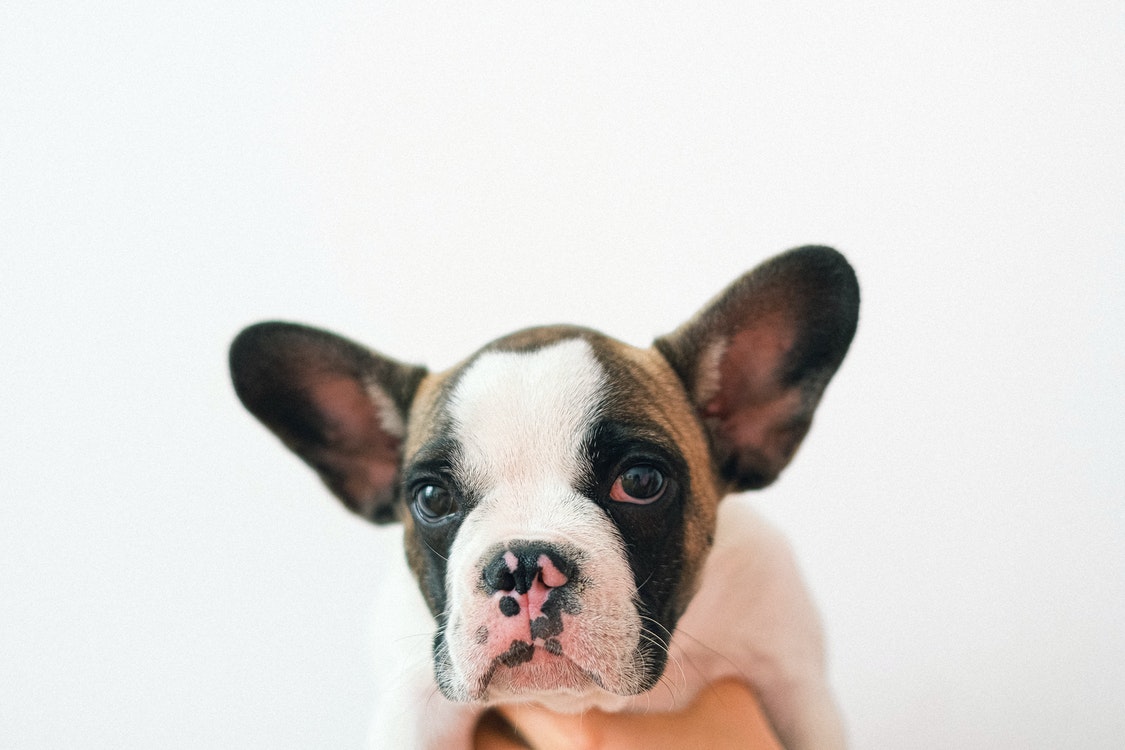 Crucial Tips on Properly Taking Care of Your French Bulldog Pet – A Must-Read