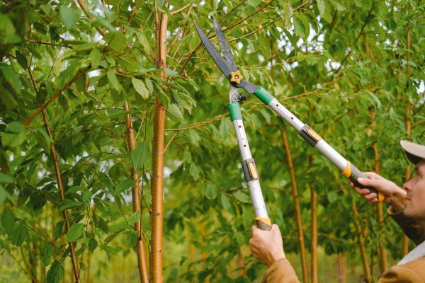 Factors to Keep in Mind When Considering the Cost of Expert Tree Services