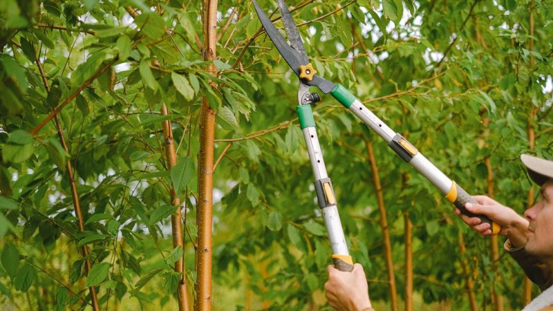 Factors to Keep in Mind When Considering the Cost of Expert Tree Services